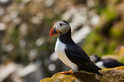 Puffin birds on the saltee islands in ireland, fratercula arctica