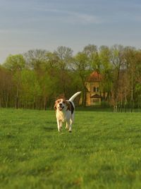 Beagle running in the meadow. playful dog outside. the concept of dog vitality and health. dog