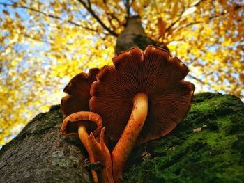 Close-up of mushroom growing on tree trunk