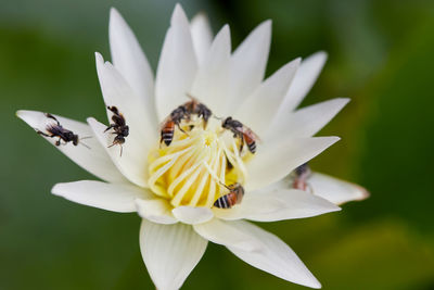 Close-up of bee perching on white lotus