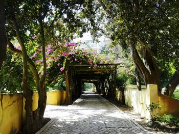 Footpath amidst plants in park