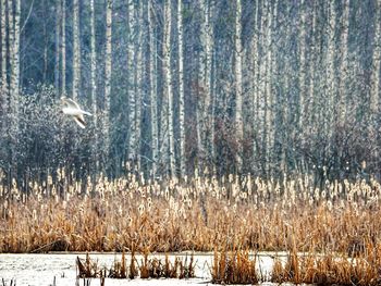 Bird flying over lake