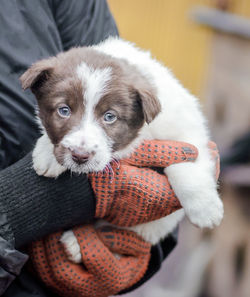 Portrait of cute puppy