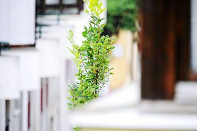 Close-up of potted plant