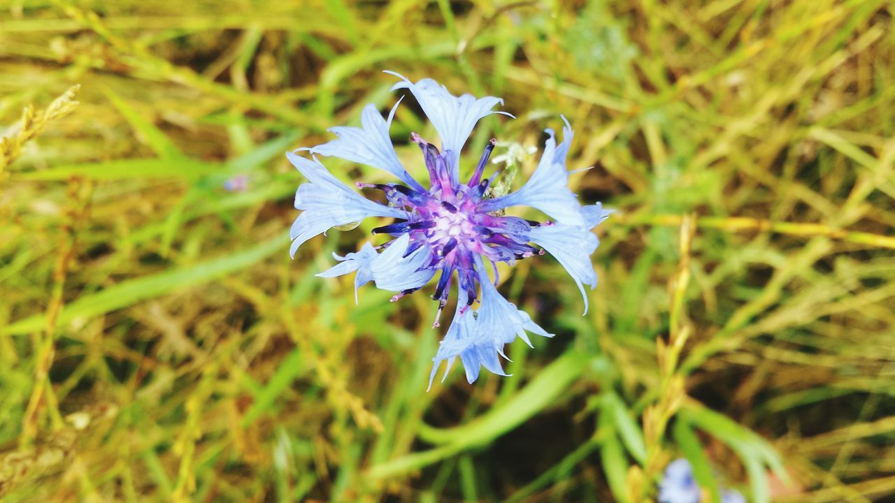 flower, freshness, purple, fragility, petal, growth, flower head, beauty in nature, close-up, nature, single flower, blooming, focus on foreground, plant, field, in bloom, pollen, stem, blossom, selective focus