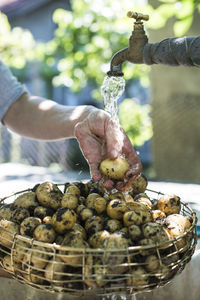 Close-up of hand washing potatoes holding basket