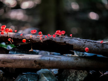 Close-up of red leaves on wood against trees