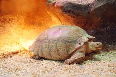 Close-up of a turtle in the field