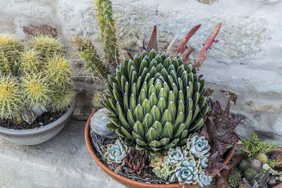 High angle view of succulent plant