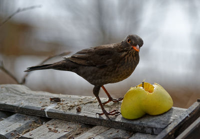 Close-up of bird by fruit