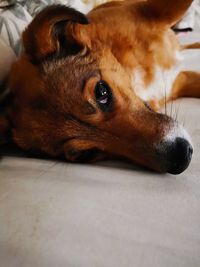 Close-up of a dog resting