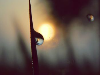 Close-up of plant against blurred background