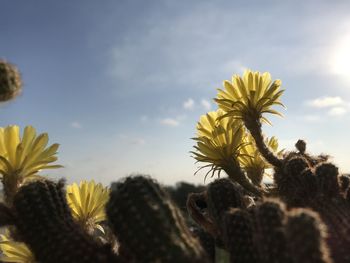 Close-up of yellow flowering plant against sky