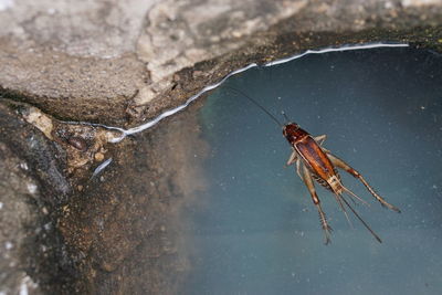 High angle view of insect on rock