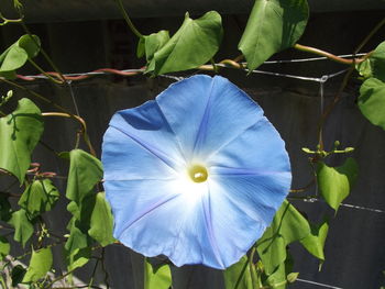 Close-up of blue flower