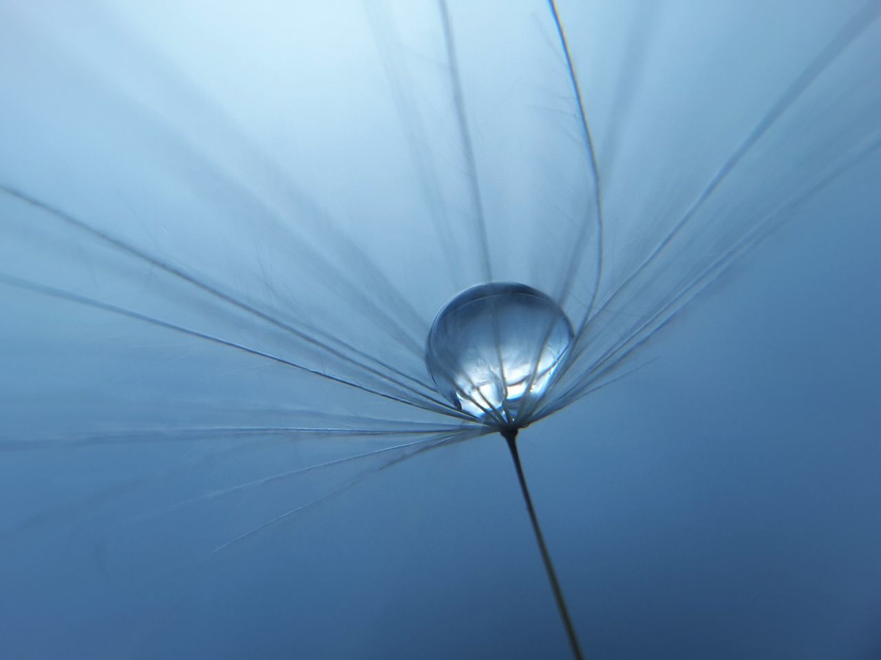 no people, cable, close-up, low angle view, outdoors, day, nature, beauty in nature, fragility, sky