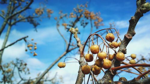 Low angle view of fruits growing on tree against sky