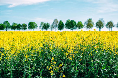 Scenic view of oilseed rape field against sky