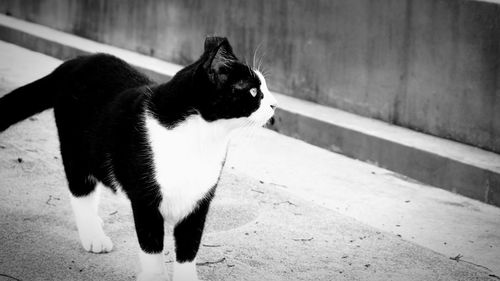 Close-up of cat sitting outdoors