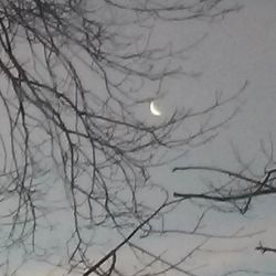 Low angle view of bare trees against sky