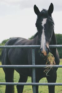 Portrait of horse standing on field against sky