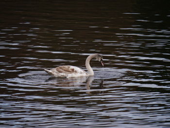 Swan swimming in lake