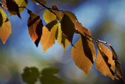 Close-up of leaves on tree during autumn