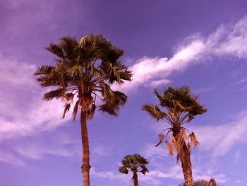 Low angle view of palm trees against blue sky