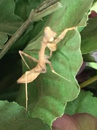 Close-up of lizard on leaf