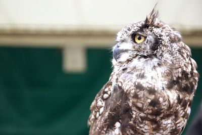 Close-up of owl