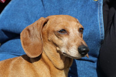 Close-up of dog looking down