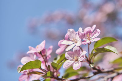 Close-up of pink cherry blossoms