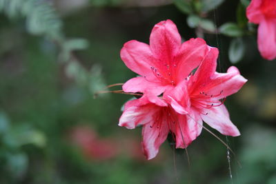 Close-up of pink hibiscus blooming outdoors