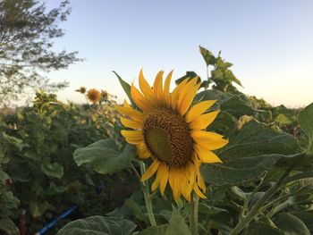 Close-up of sunflower against sky