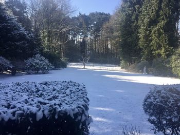 Scenic view of frozen trees during winter