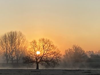 Bare trees against sky during sunset