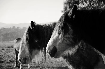 High angle view of horses on field