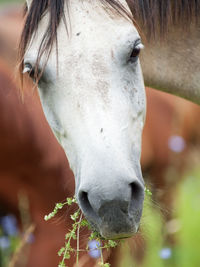 Close-up portrait of horse