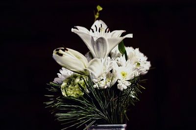 Close-up of white flowers against black background