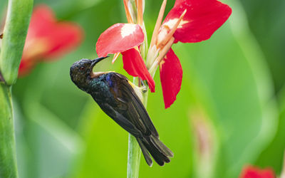 Close-up of insect on flower