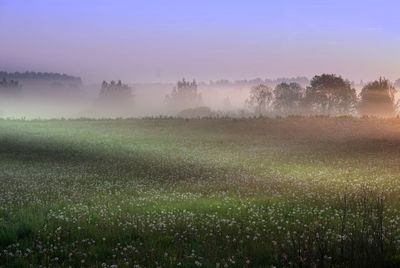 Scenic view of field against sky during sunset