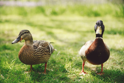 Mallard ducks on grassy field