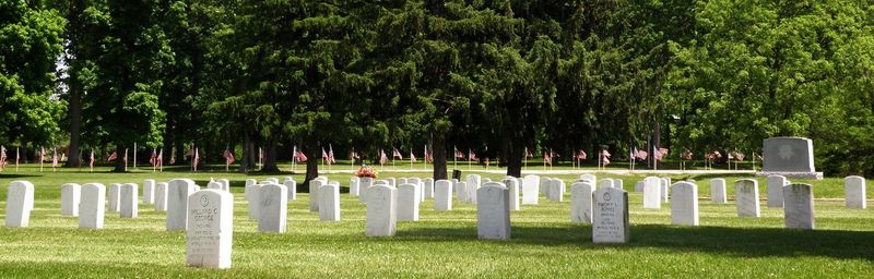 Trees in cemetery