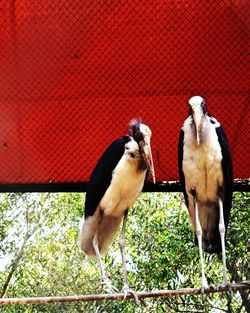 Birds perching on farm