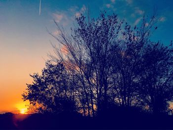 Close-up of tree against sunset sky