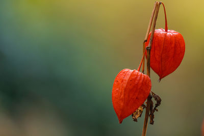 Chinese latern with focus on foreground