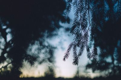 Low angle view of tree branch in forest