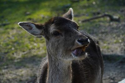 Close-up portrait of young deer with open mouth