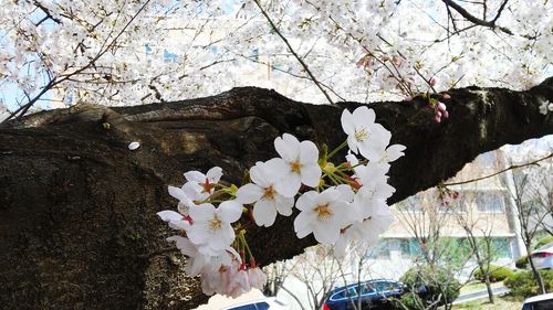 Close-up of flowers on branch