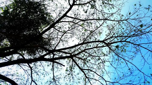 Low angle view of trees in forest